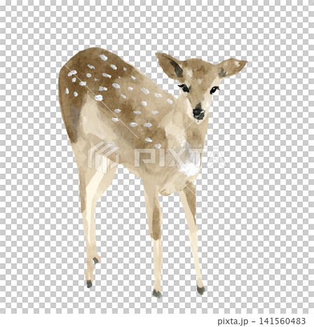 Watercolor-style female deer fawn with markings, standing. Watercolor-style female deer fawn with markings, standing. 141560483