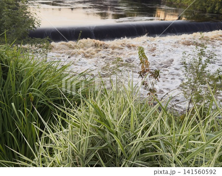 Lush green grass and plants near a flowing river with a dam, water cascading over the edge, and reflections of trees in the water surface Lush green grass and plants near a flowing river with a dam, water cascading over the edge, and reflections of trees in the water surface 141560592