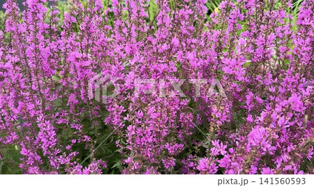 Flowers of Lythrum salicaria in bright colour with lush green foliage around them Flowers of Lythrum salicaria in bright colour with lush green foliage around them 141560593