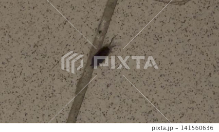 Woodlouse Ligiidae crawling along ceiling tiles in indoor environment 141560636