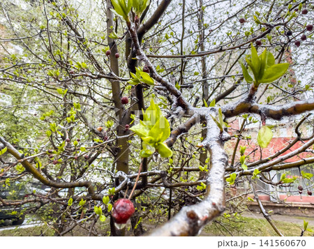 Apple tree branch with fresh green leaves and ripe red fruit visible Apple tree branch with fresh green leaves and ripe red fruit visible 141560670