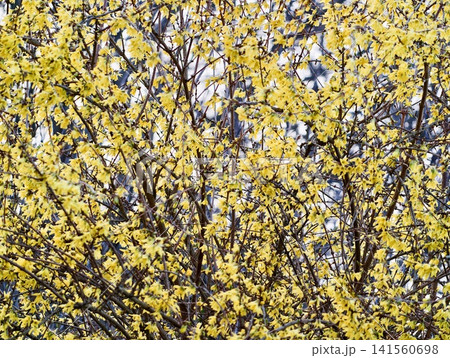 Energetic and lively garden scene boasting radiant yellow blossoms across full tree canopies Energetic and lively garden scene boasting radiant yellow blossoms across full tree canopies 141560698