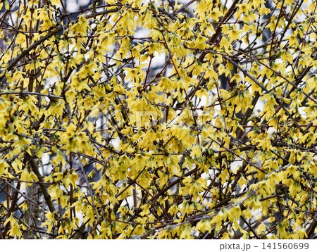 Vivid yellow blossoms develop textured canopy showcasing intricate petal patterns and vibrant spring imagery Vivid yellow blossoms develop textured canopy showcasing intricate petal patterns and vibrant spring imagery 141560699