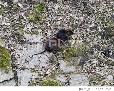 Two nutria peacefully relax on stone trail surrounded by dried leaves and moss during midday Two nutria peacefully relax on stone trail surrounded by dried leaves and moss during midday 141560702