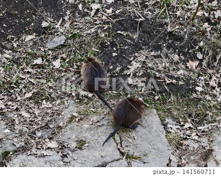 Pair of nutria cross rocky landscape heading towards darker soil beneath winter foliage remains Pair of nutria cross rocky landscape heading towards darker soil beneath winter foliage remains 141560711