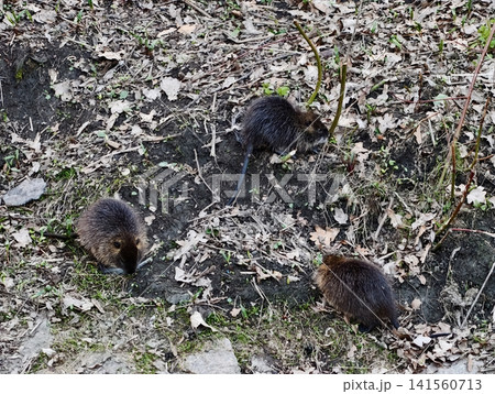 Nutria mammals hunt for nourishment along concrete lined urban riverbanks cooperate subtly Nutria mammals hunt for nourishment along concrete lined urban riverbanks cooperate subtly 141560713