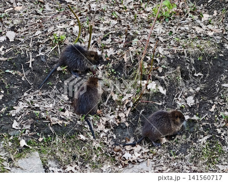 Two creatures examining seaside vegetation. Pair of nutria scrutinizing shoreline and plant life 141560717