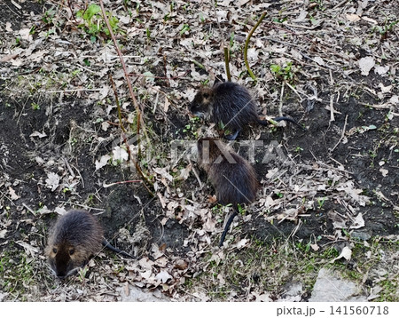 Nutrias cross muddy terrain smoothly. Group of nutria navigating muddy terrain with plants around them Nutrias cross muddy terrain smoothly. Group of nutria navigating muddy terrain with plants around them 141560718