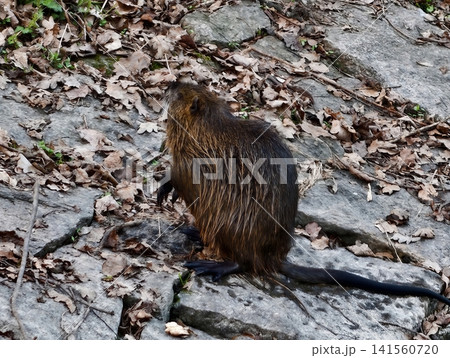 Furry nutria with reflective wet coat positioned on uneven rocky platform surrounded by fallen leaves Furry nutria with reflective wet coat positioned on uneven rocky platform surrounded by fallen leaves 141560720