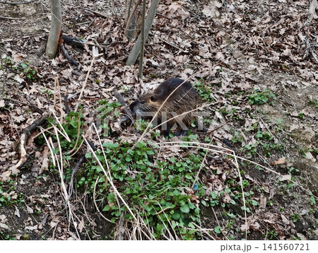 Foraging hedgehog in autumn leaf environment. Nocturnal hedgehog amidst damp leaves and quiet surroundings 141560721