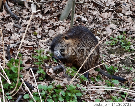Nutria face closeup. Detailed portrait of curious nutria. Wet nutria with expressive facial features captured 141560722