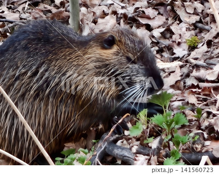 Nutria detailed closeup. Nutria face with textured fur. Close view of nutria chewing vegetation 141560723