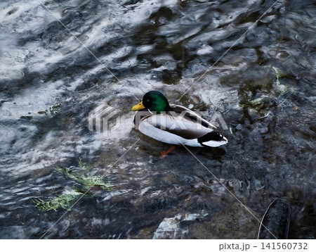 Pacific mallard gliding in tranquil water. Male mallard drifts through calm reflective creek environment 141560732