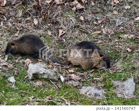 Grazing coypus among fallen autumn leaves. Two coypus forage quietly among scattered twigs and damp earth 141560747