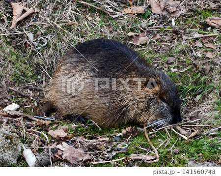 Coypu resting peacefully. Tranquil snapshot capturing coypu with detailed fur and relaxed expression 141560748