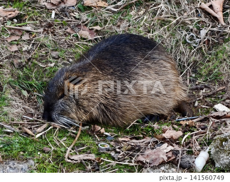 Nutria carefully chews reeds near riverbank. Nutria gnaws on reed stems with keen attention to details 141560749