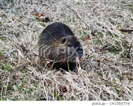 Nutria demonstrates distinct herbivorous habits through grazing and chewing patterns in open fields 141560759