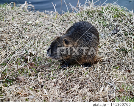 Rabbitsized creature stands carefully by water. Beaverlike mammal halts with ears high and vigilant stance 141560760