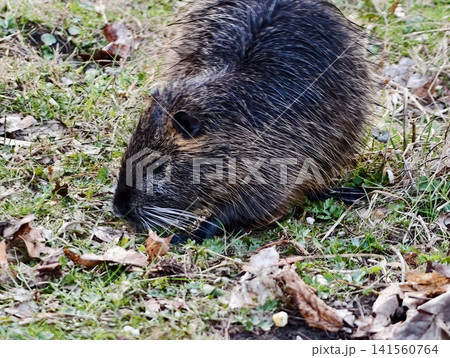 This semiaquatic rodent consumes fallen leaves and grass during seasonal foraging activities This semiaquatic rodent consumes fallen leaves and grass during seasonal foraging activities 141560764