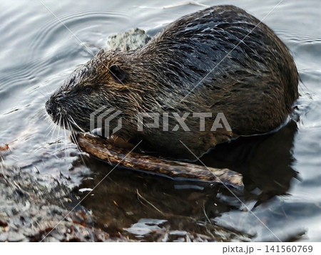 Wet furred animal in shallow stream gnawing on stick while reflecting ripples and textures 141560769