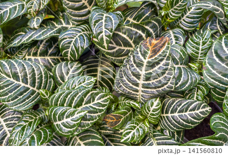 Aphelandra squarrosa plant with green leaves and white veins close up 141560810