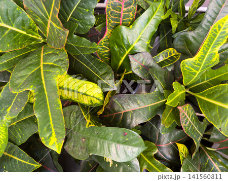 Variegated Codiaeum leaves with distinct colors and patterns in close view Variegated Codiaeum leaves with distinct colors and patterns in close view 141560811