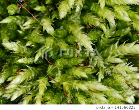 Detailed view of lush moss. Detailed shot capturing soft texture and tiny dew amidst green moss Detailed view of lush moss. Detailed shot capturing soft texture and tiny dew amidst green moss 141560825