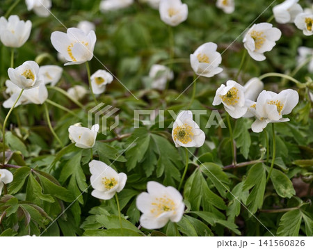 Calm woodland view. Quiet woodland landscape displaying fragile white anemones under gentle lighting Calm woodland view. Quiet woodland landscape displaying fragile white anemones under gentle lighting 141560826