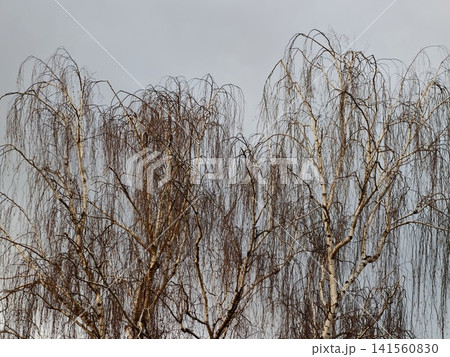 Winter scene featuring pale bark and tangled limbs. Monochrome study of bare twigs against dreary sky Winter scene featuring pale bark and tangled limbs. Monochrome study of bare twigs against dreary sky 141560830