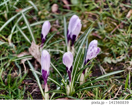 Colorful floral display. Softly lit crocus flowers protrude through moist grass blades with elegance and grace 141560839