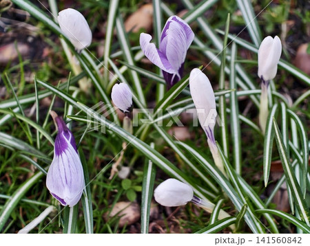 Sophisticated pastel crocus flower arrangement featuring multiple hues suitable for marketing uses Sophisticated pastel crocus flower arrangement featuring multiple hues suitable for marketing uses 141560842