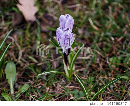 Solitary violet flower on moss. Quiet crocus bloom emerges from bed of mossy grass in soft light Solitary violet flower on moss. Quiet crocus bloom emerges from bed of mossy grass in soft light 141560847