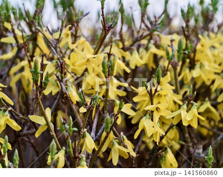 Sunlit yellow forsythia with bees nearby. Vivid forsythia flowers on branches in sunny garden setting 141560860