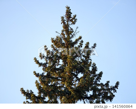 Evergreen spruce reaching toward sky. Tall spruces with vibrant green needles against clear blue background Evergreen spruce reaching toward sky. Tall spruces with vibrant green needles against clear blue background 141560864