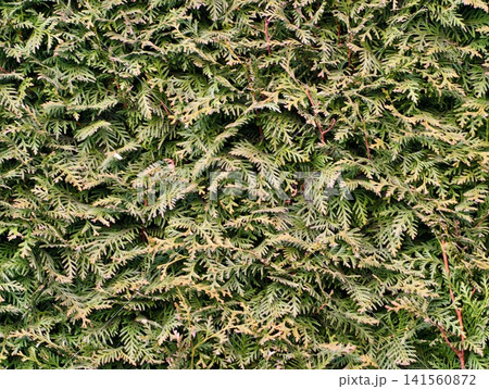 Intricate arrangement of layered foliage showcasing vibrant greens and subtle brown accents Intricate arrangement of layered foliage showcasing vibrant greens and subtle brown accents 141560872