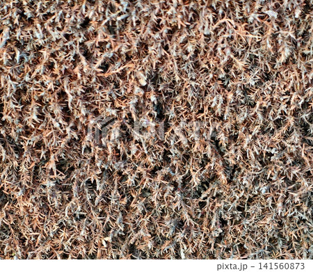 Close perspective of ground covered with shredded bark mulch highlighting tactile and granular features Close perspective of ground covered with shredded bark mulch highlighting tactile and granular features 141560873