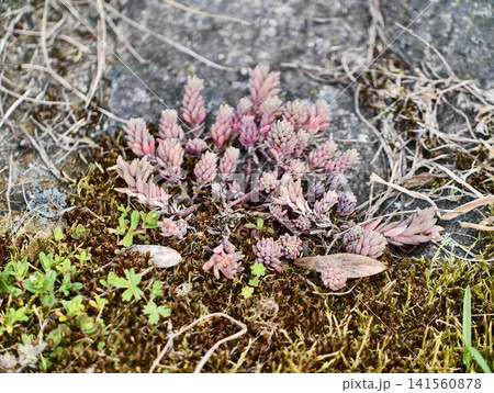 Botanical macro study of resilient ground plant. Colorful hardy succulent thriving amidst moss and lichens Botanical macro study of resilient ground plant. Colorful hardy succulent thriving amidst moss and lichens 141560878