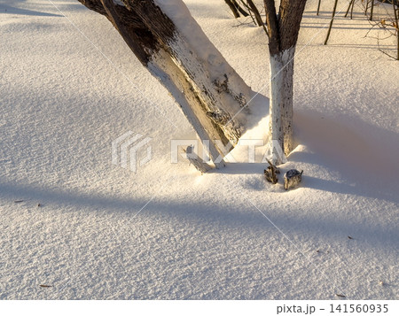 Snow-covered tree trunks partially buried in white snow with shadows cast on the surface in a winter landscape Snow-covered tree trunks partially buried in white snow with shadows cast on the surface in a winter landscape 141560935