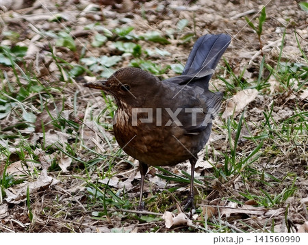 Urban female blackbird searching for food. Mottled brown blackbird foraging among springtime foliage Urban female blackbird searching for food. Mottled brown blackbird foraging among springtime foliage 141560990