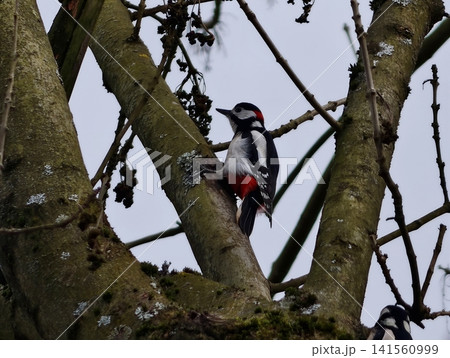 Pecking bird among mossy branches. Silent woodland scene with woodpecker pecking at textured bark 141560999