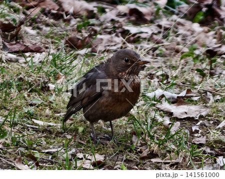 Bird examining surroundings. Detailed bird exploring leafy area. Close view of thrush inspecting ground Bird examining surroundings. Detailed bird exploring leafy area. Close view of thrush inspecting ground 141561000