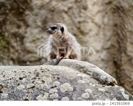 Vigilant meerkat stands atop sunlit stone. Meerkat perched on rock observing sprawling sunlit desert 141561069