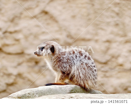 Perched meerkat examines surroundings attentively. Meerkat with keen gaze surveys nearby rocky landscape Perched meerkat examines surroundings attentively. Meerkat with keen gaze surveys nearby rocky landscape 141561071
