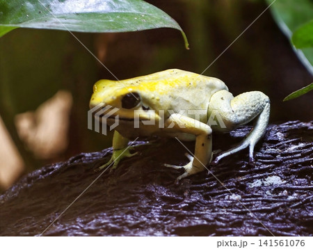 Bright frog alert on textured tree bark. Yellow amphibian sits atop log in lush rainforest scene 141561076