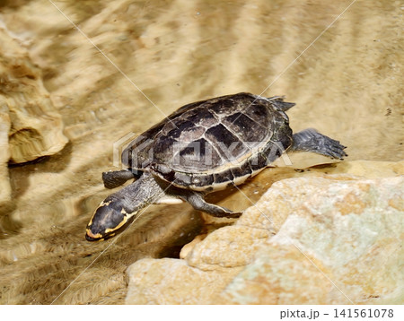 Turtle sunbathing scene. Shell texture with calm ripples. Natural habitat featuring peaceful water and rocks Turtle sunbathing scene. Shell texture with calm ripples. Natural habitat featuring peaceful water and rocks 141561078