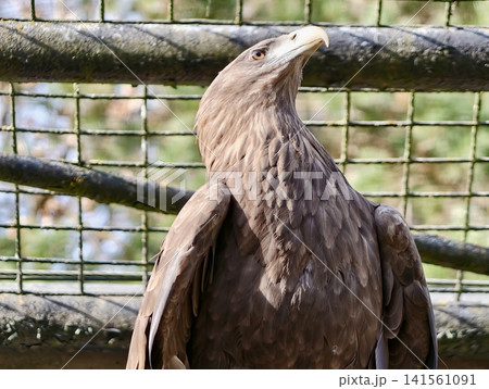 Eagle observes surroundings. Vigilant brown eagle sitting within enclosure showing intricate feather patterns 141561091