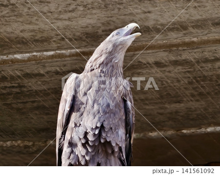 Perched bird observes sky. Vivid image of eagle perched on rugged ledge under overhang scanning open sky 141561092