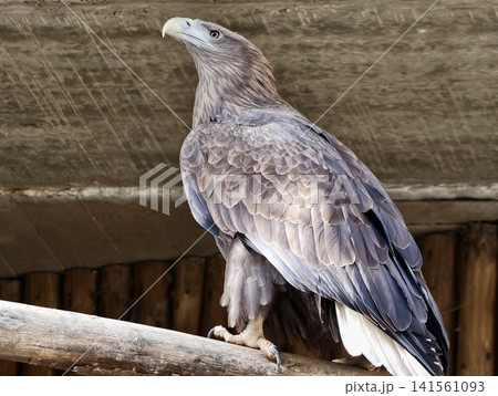 Serene eagle on wooden resting perch. Rehab eagle gazes patiently from wooden perch beneath shelter 141561093