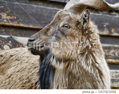Goat portrait details. Closeup of hardy goat displaying textured coat and calm gaze against barn wall backdrop 141561098