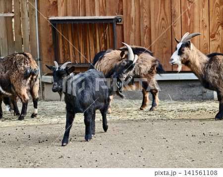 Vibrant goat group. Lively herd of varied colored goats interacting within rustic farm environment 141561108